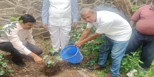 TREE PLANTATION TREE PLANTATION
